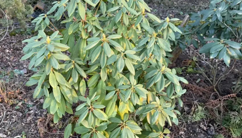 Rododendron z żółknącymi liśćmi, być może objawy chorób. W tle inne rośliny i ogrodzenie.