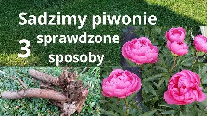 Kiedy sadzić piwonie w donicy? Sekrety obfitego kwitnienia