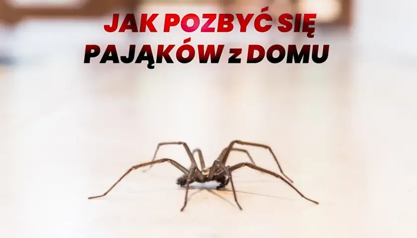Duży pająk na jasnym tle, z napisem "Jak pozbyć się pająków z domu".