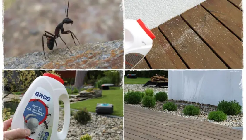 Czy mrówki są pożyteczne? Zdjęcie pokazuje mrówkę na kamieniu, proszek na mrówki i ogród z robotem koszącym.