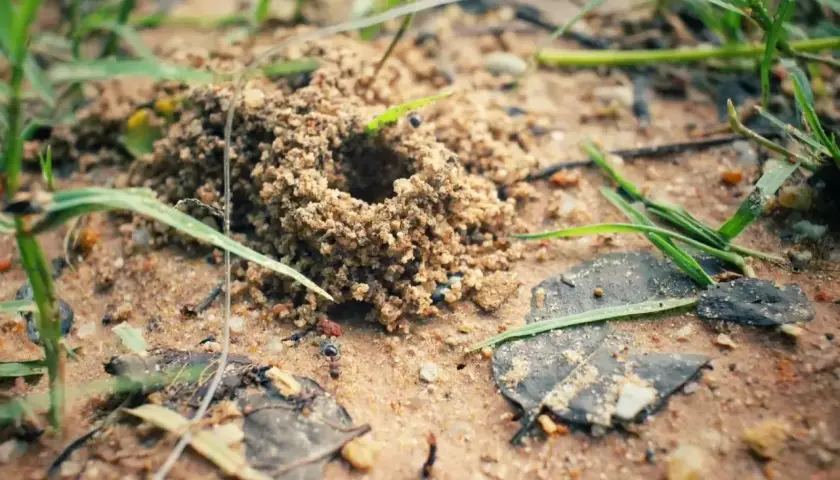 Mrowisko z piasku, a obok niego czai się naturalny wróg mrówek – pająk.