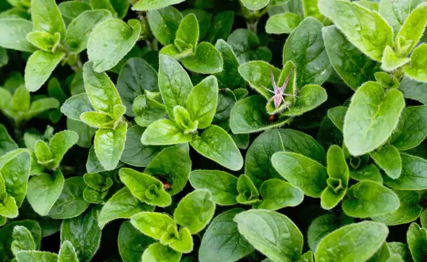 Oregano - Zastosowanie, uprawa i właściwości. Czy znasz je wszystkie?