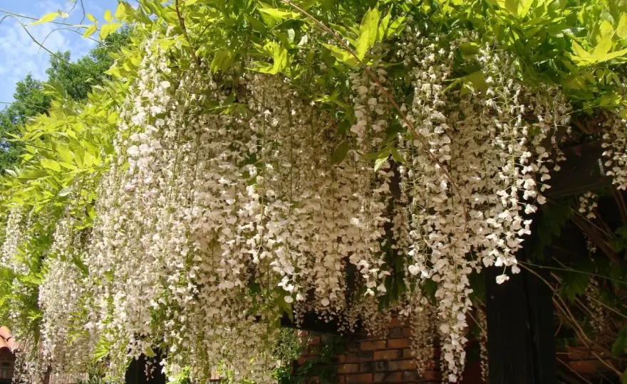 Wisteria na pniu choruje? Rozwiąż problemy i ciesz się kwiatami!