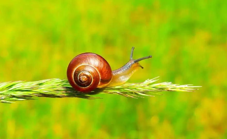 Co jedzą ślimaki? Odkryj ich dietę i chroń swój ogród!