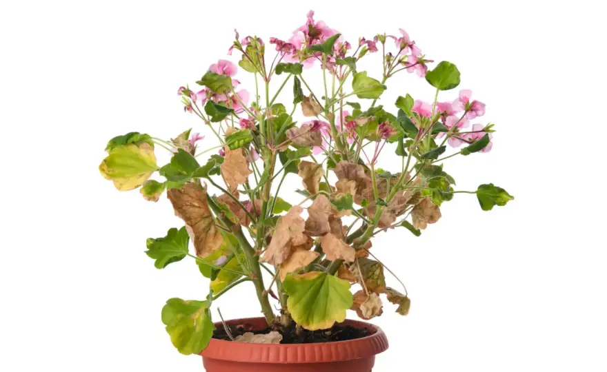 Pelargonie żółkną? Choroby, szkodniki, błędy - Rozpoznaj!