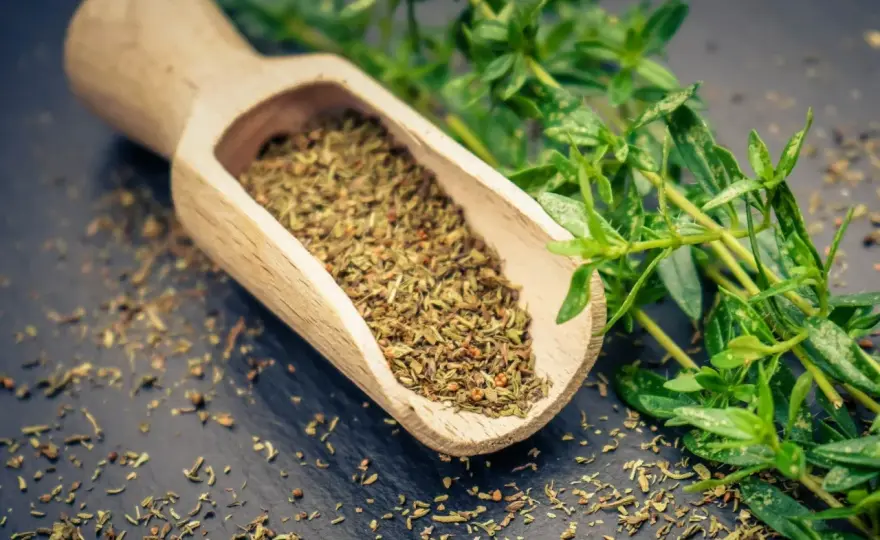 Jak rozpoznać cząber? Od tymianku po oregano!