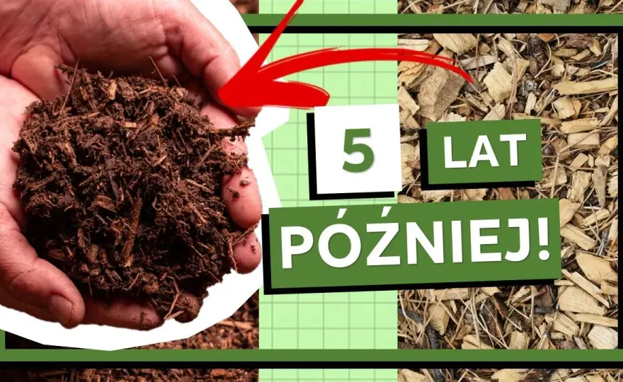 Czy zrębki zakwaszają glebę? Ekspert rozwiewa wątpliwości!
