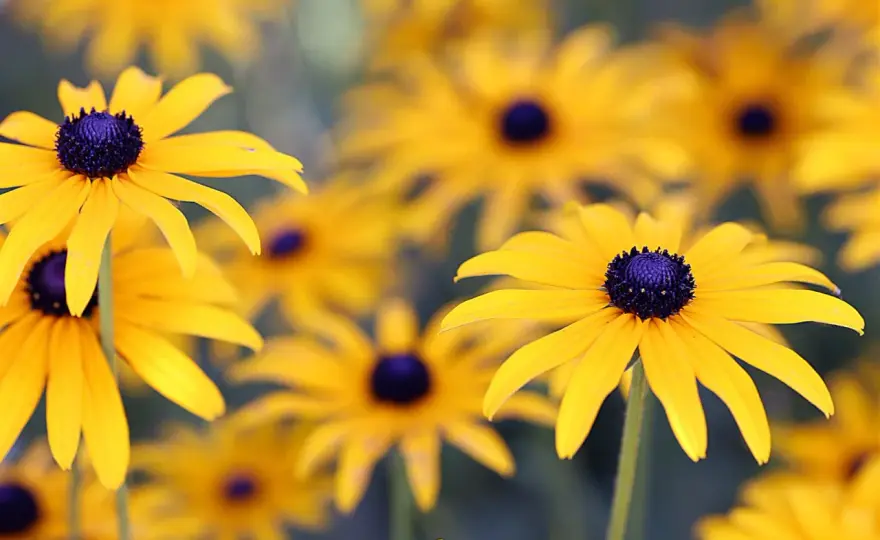 Rudbekia wieloletnia? Sprawdź, która zimuje w ogrodzie!