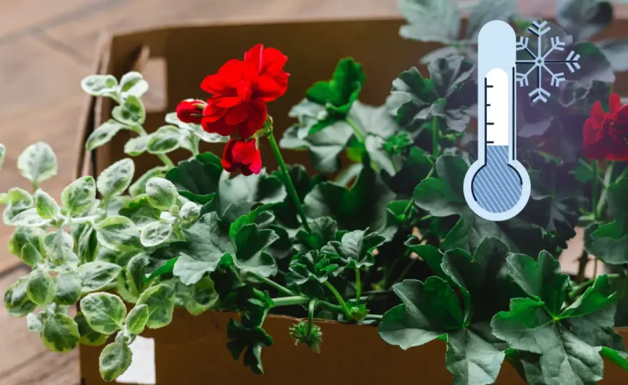 Zimowanie pelargonii w kartonie - Jak uniknąć pleśni i gnicia?