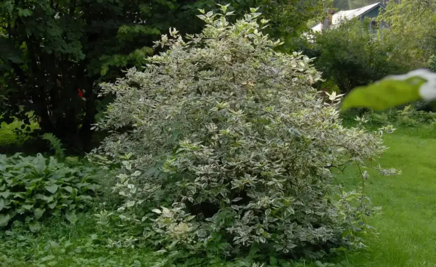 Dereń 'Elegantissima' - uprawa bez błędów. Pełny potencjał!