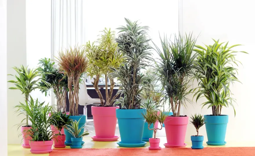Jak wygląda dracena? Rozpoznaj odmiany i wybierz zdrową!