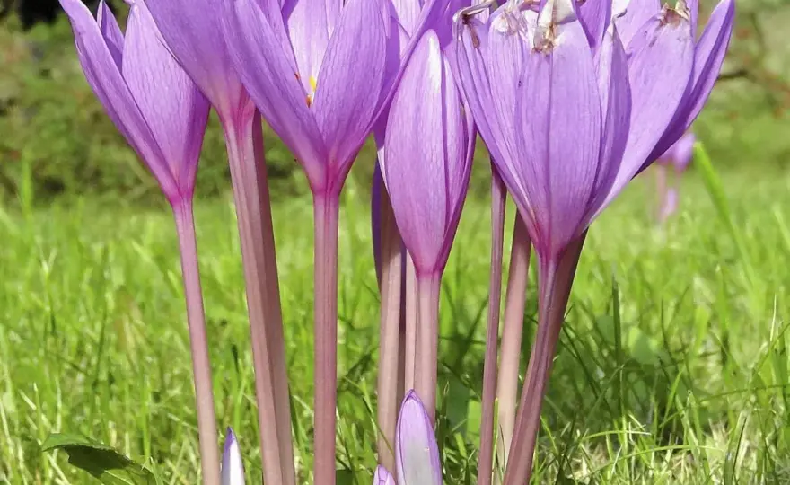 Jak wygląda krokus? Rozpoznaj go w ogrodzie - Poradnik