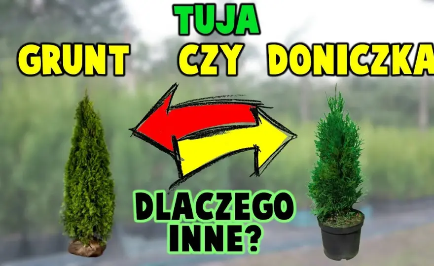 Tuja w doniczce marnieje? Szybka diagnoza i ratunek krok po kroku!