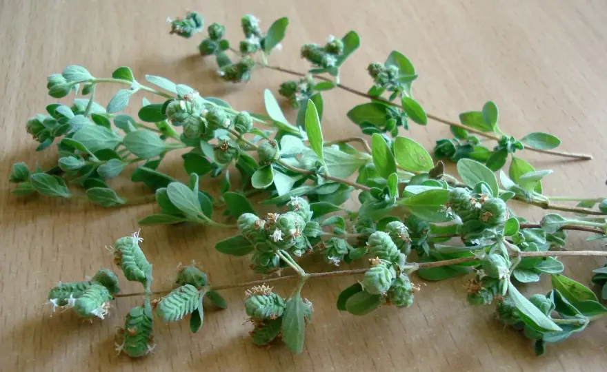 Aromatyczne oregano - uprawa, zbiór i suszenie bez błędów