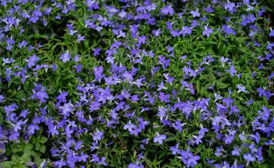 Lobelia nie kwitnie? Zmień stanowisko! Poradnik