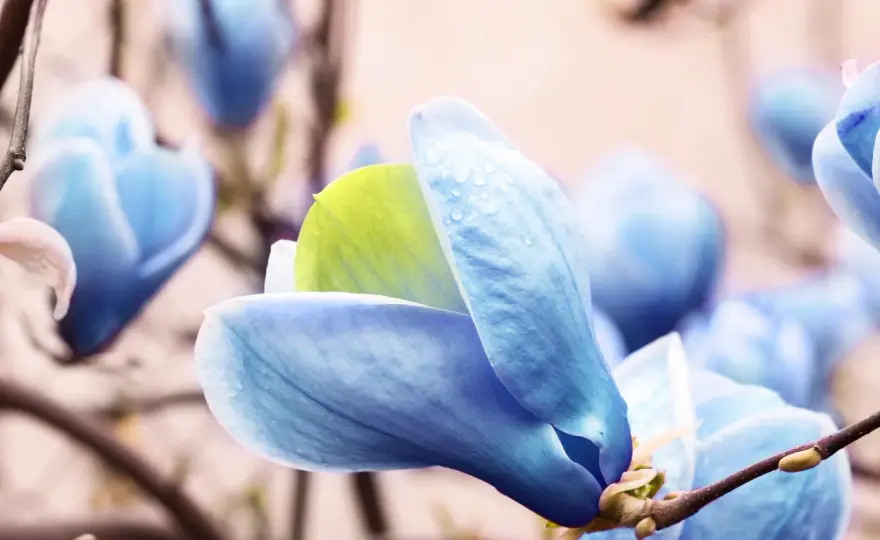 Magnolia niebieska - czy istnieje? Prawda o kolorze i uprawie