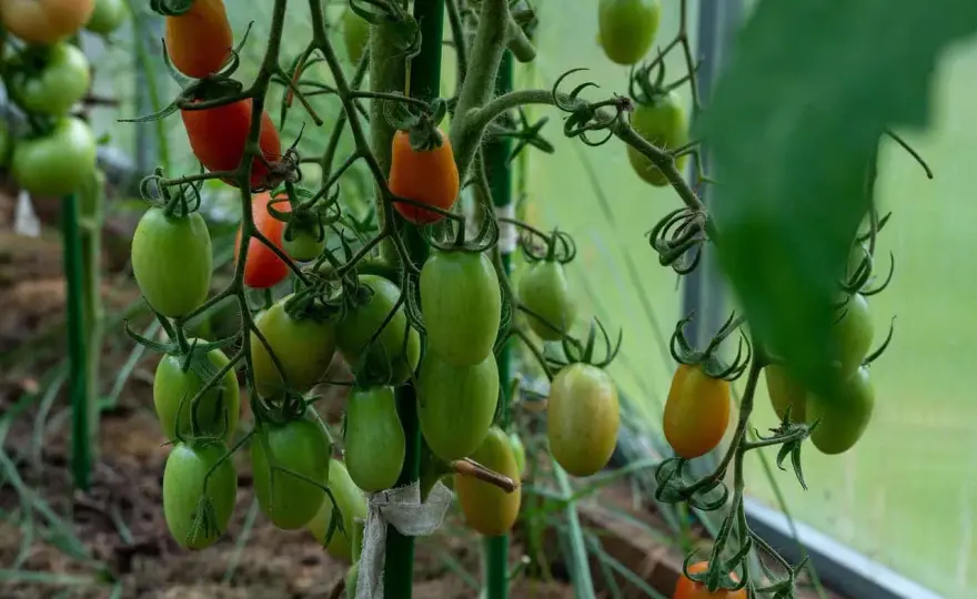 Jak podlewać pomidory? Prosty plan na obfite zbiory!