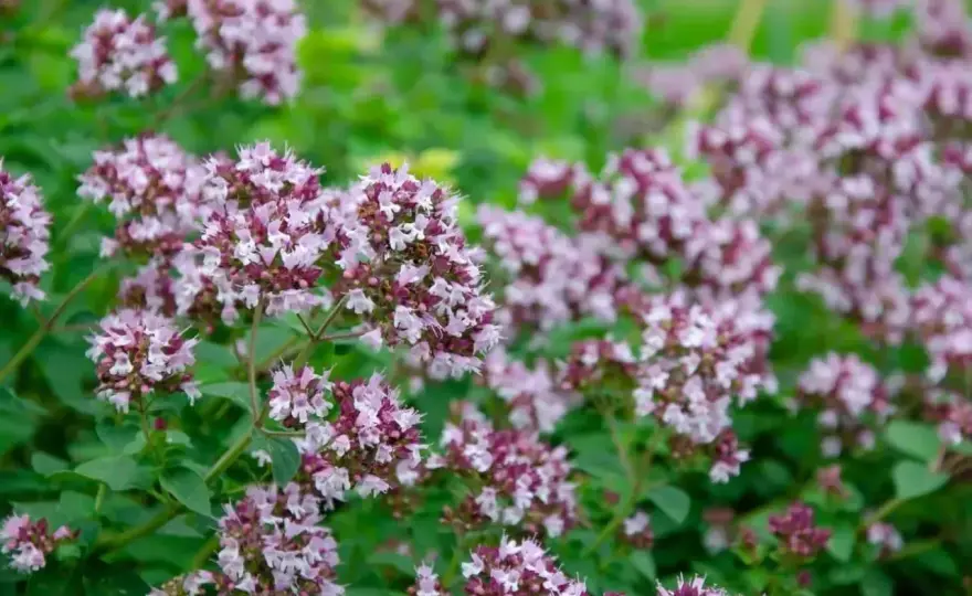 Jak rozpoznać oregano? Liście, kwiaty, pokrój - odróżnij od ziół.