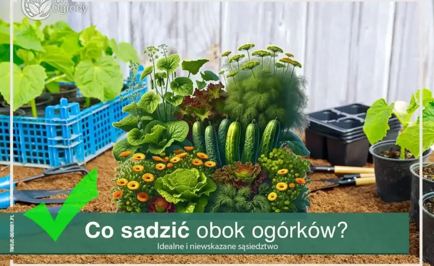 Co sadzić obok ogórków? Zwiększ plony i chroń przed szkodnikami
