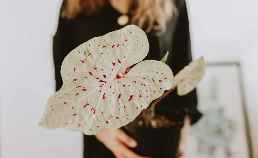 Skrzydła anioła - Begonia czy Kaladium? Pielęgnacja i zimowanie