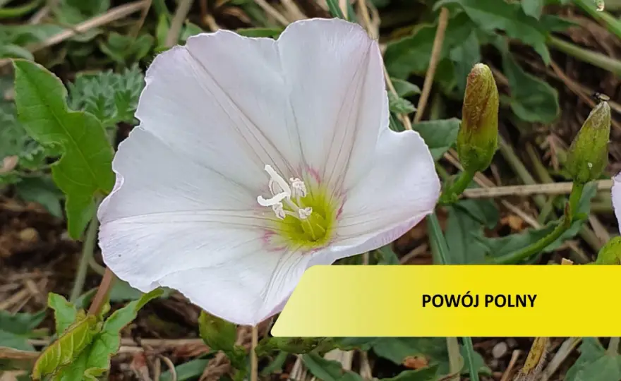 Oprysk na powój polny - Jak skutecznie zwalczyć chwast?