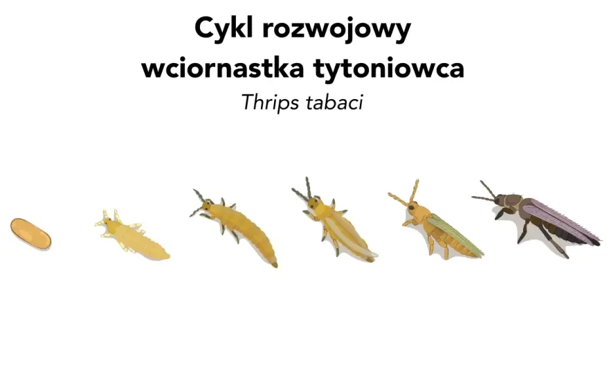 Larwy wciornastków - Rozpoznaj i zwalcz! Skuteczny poradnik