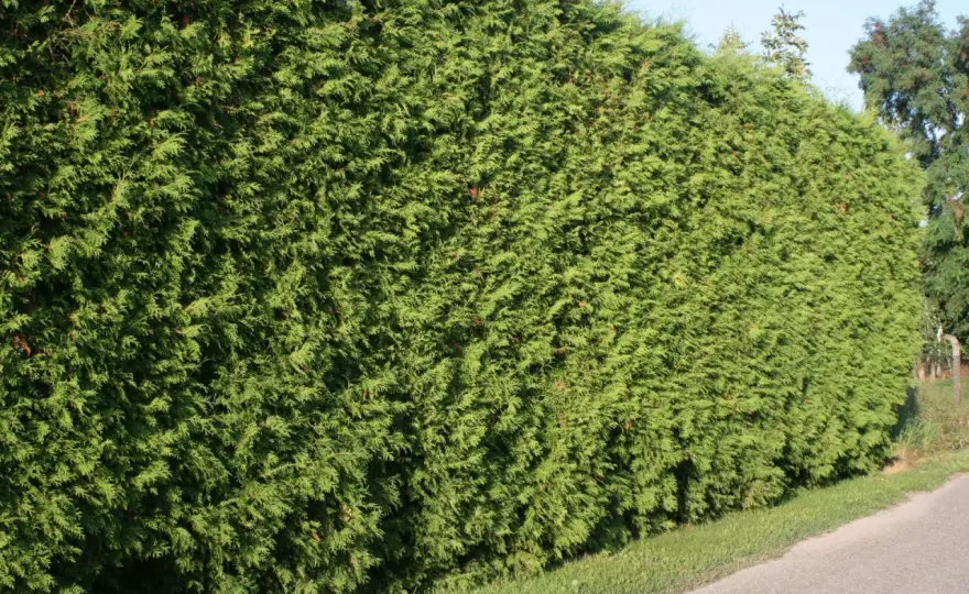 Tuja Brabant czy Szmaragd? Wybierz idealny żywopłot dla siebie!