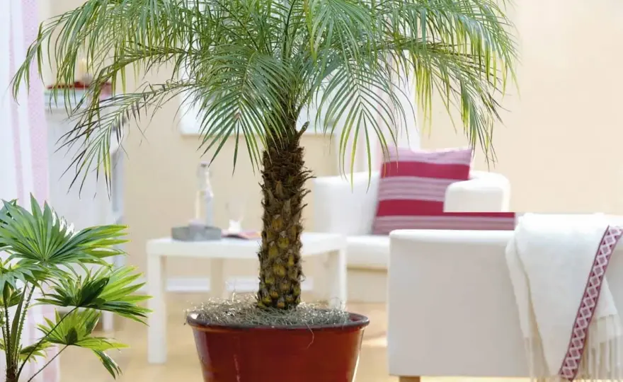 Kwitnienie palm - Kiedy i jak zakwitnie Twoja palma?