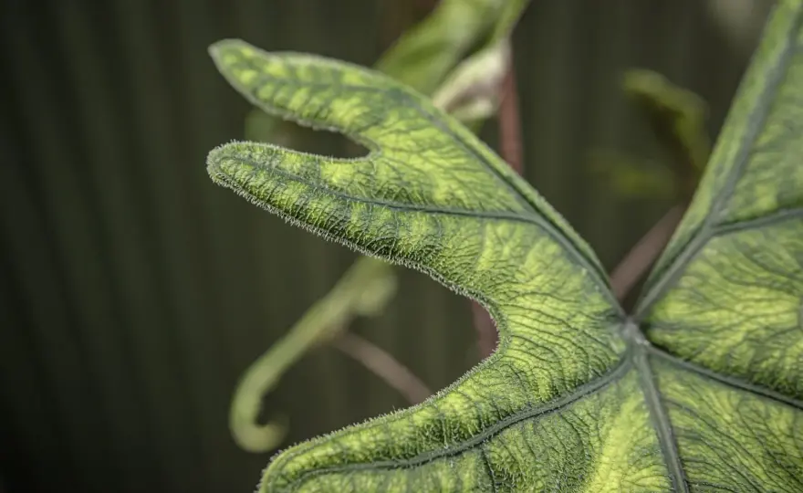 Alocasia Jacklyn - Jak dbać o alokazję tandurusa, by nie żółkła?