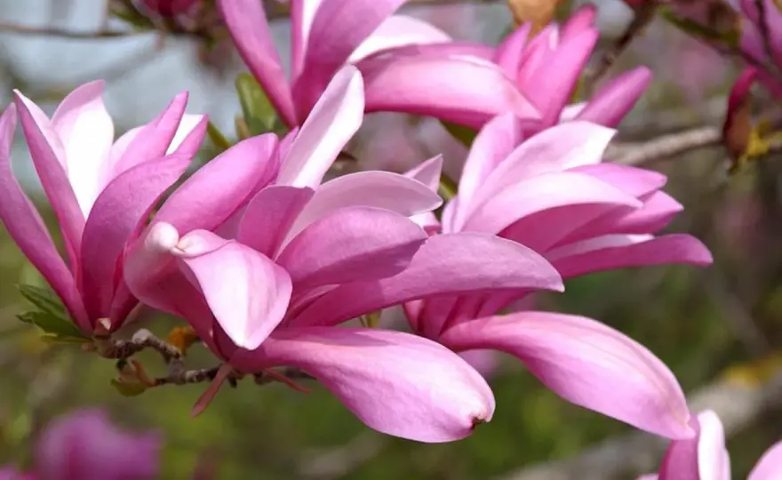Magnolia Betty - Uprawa i pielęgnacja bez przymrozków?