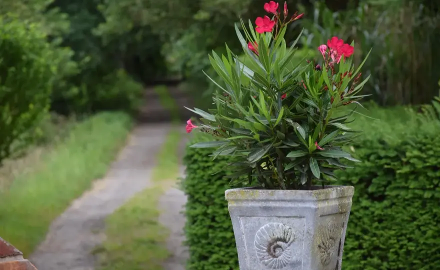 Oleander na balkonie - Klucz do pięknego kwitnienia