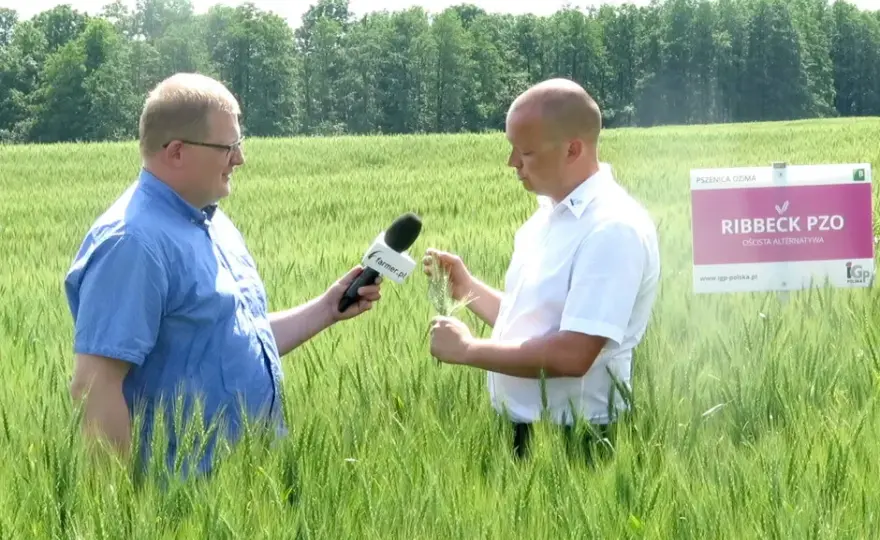 Pszenica na słabe gleby: Odmiany i agrotechnika na V i VI klasę