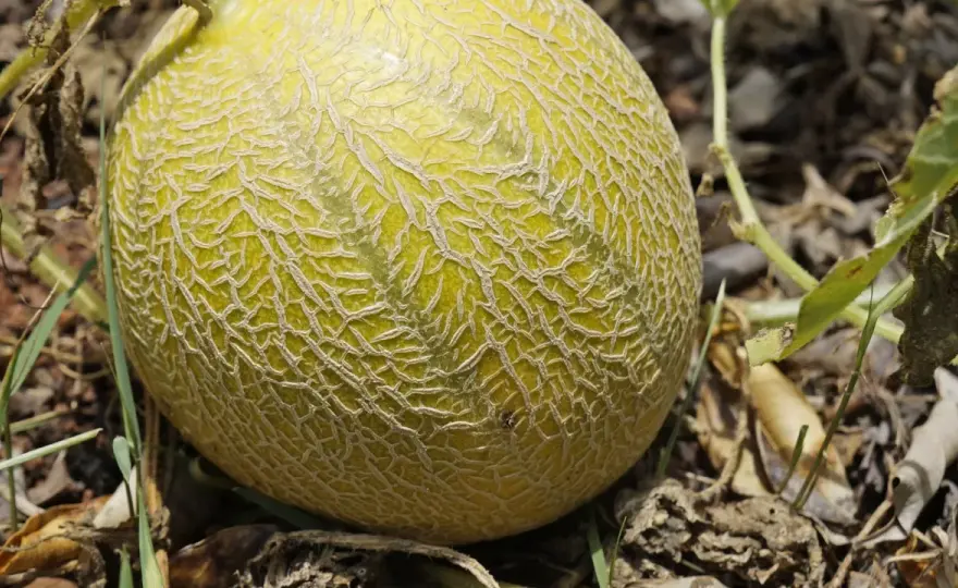 Melon w ogrodzie - Jak mieć słodkie owoce nawet w Polsce?