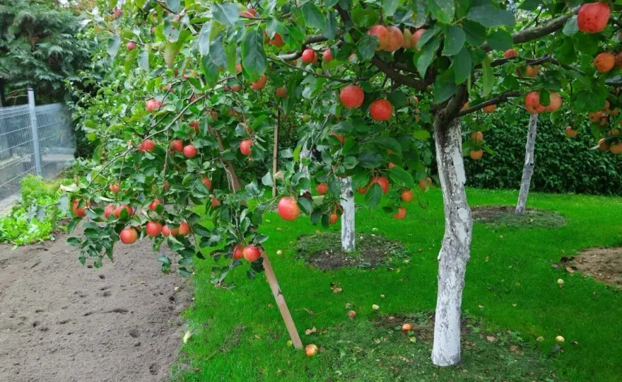 Jak rozplanować drzewa owocowe w ogrodzie? Poradnik.