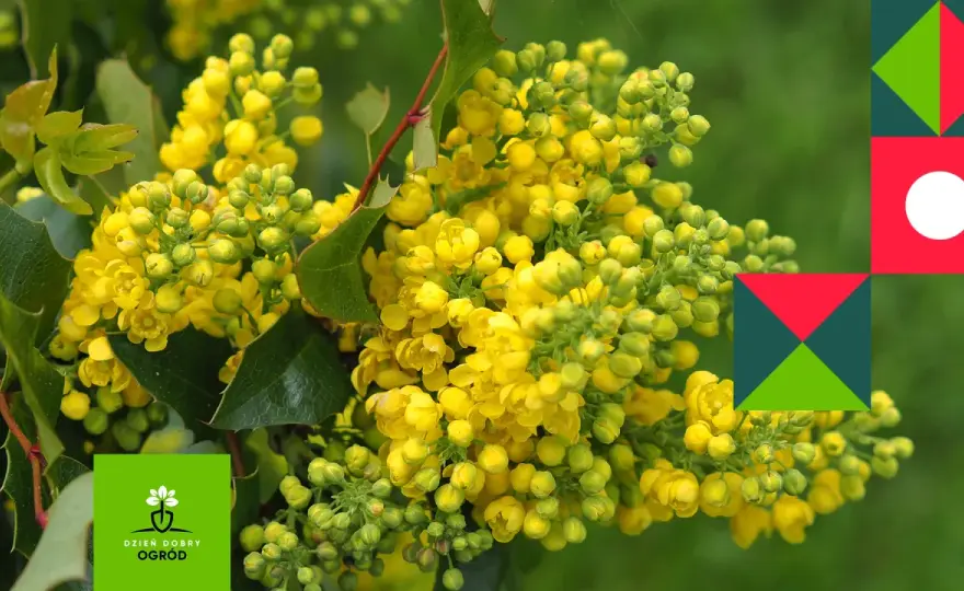 Mahonia - Wybierz idealną odmianę do Twojego ogrodu!