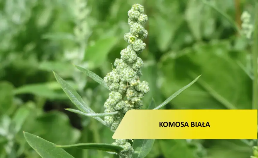 Komosa biała - Jak ją rozpoznać i skutecznie zwalczać?
