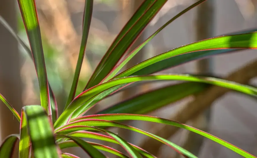Dracena - Pielęgnacja bez brązowych liści. Poradnik