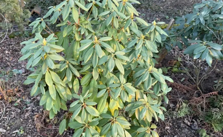 Choroby rododendronów - Rozpoznaj i uratuj swój krzew!