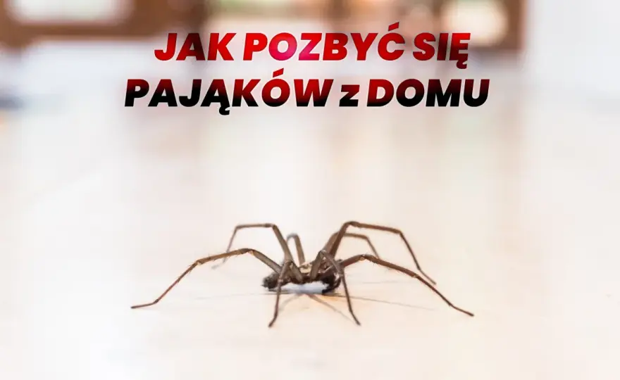 Jak pozbyć się pająków z domu? Skuteczne metody!