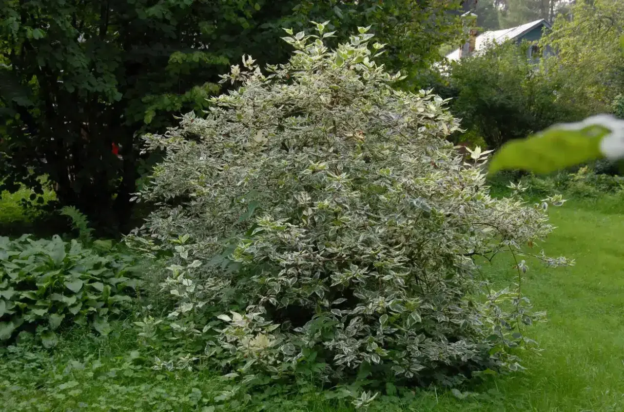 Krzew dereń biały Elegantissima z liśćmi o zielono-białych brzegach, rosnący w ogrodzie wśród zieleni.