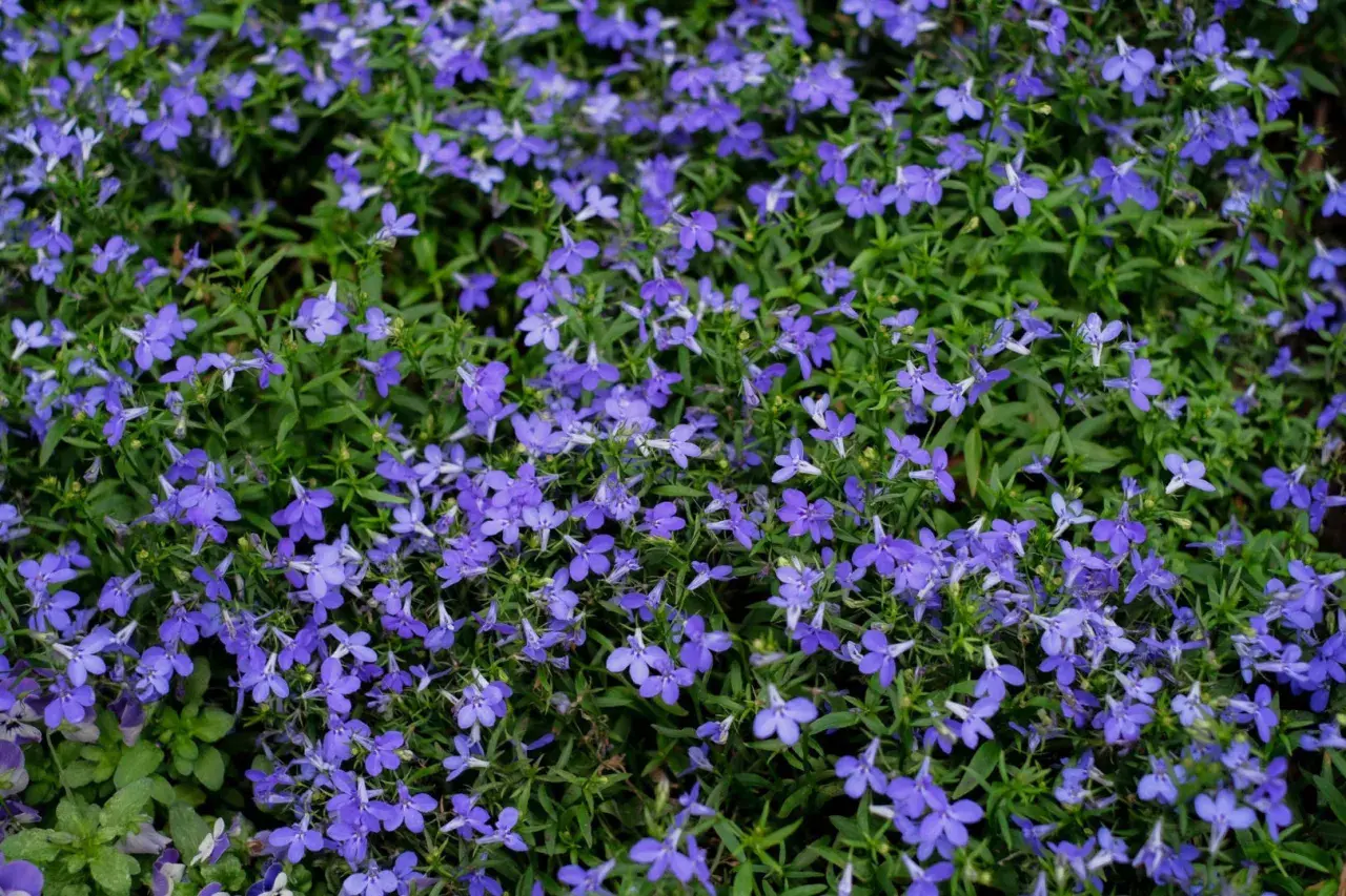 Gęste, kwitnące lobelie tworzą dywan niebieskich kwiatów. Idealne lobelia stanowisko to słoneczne miejsce.