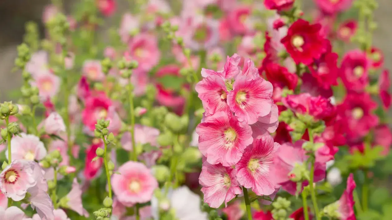 Piękne, różowe i czerwone malwy (hollyhock) kwitnące w ogrodzie.