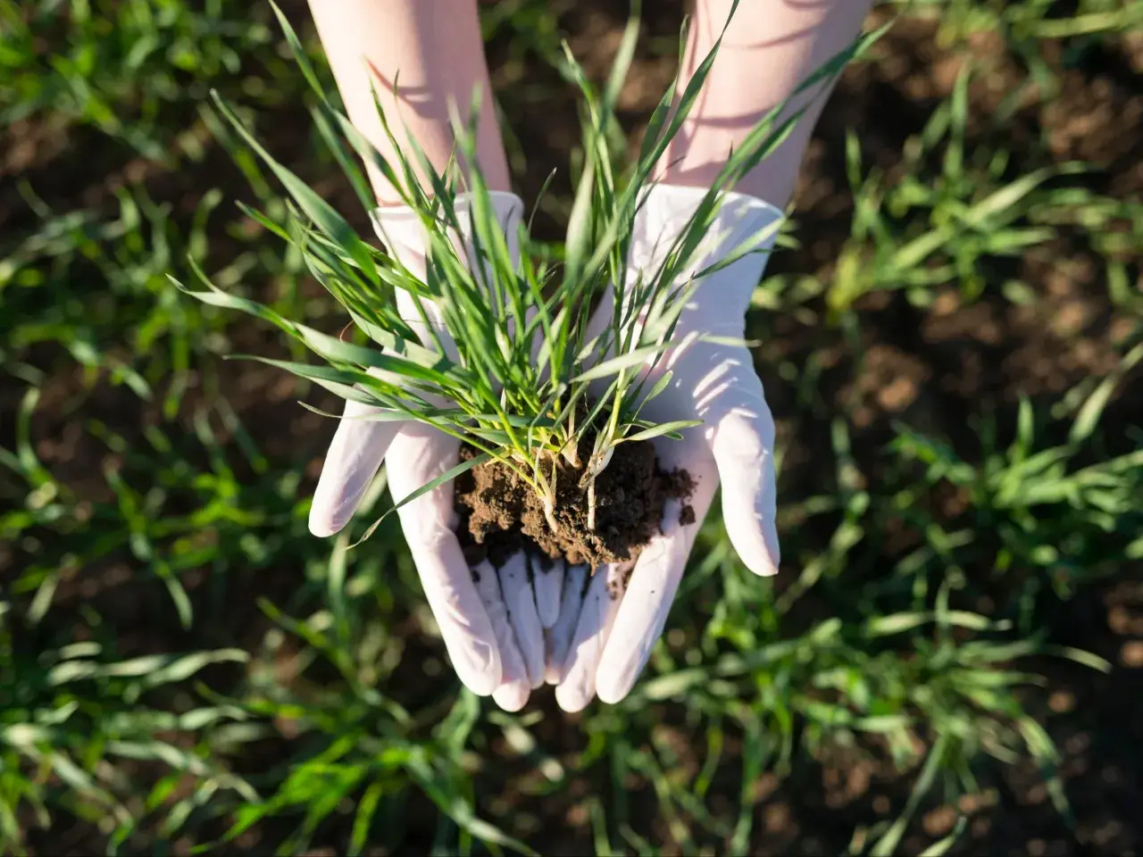 Ręce w białych rękawiczkach trzymają kępkę młodej trawy z ziemią. To pierwszy krok, by dowiedzieć się, jak siać trawę na starym trawniku.