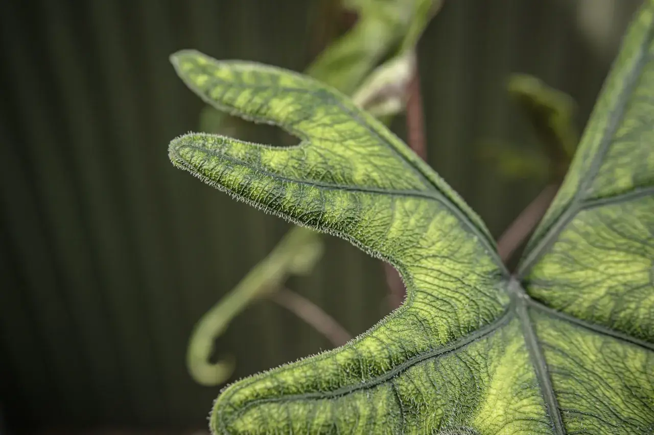 Liść alocasia jacklyn z charakterystycznym, pofałdowanym brzegiem i meszkiem.