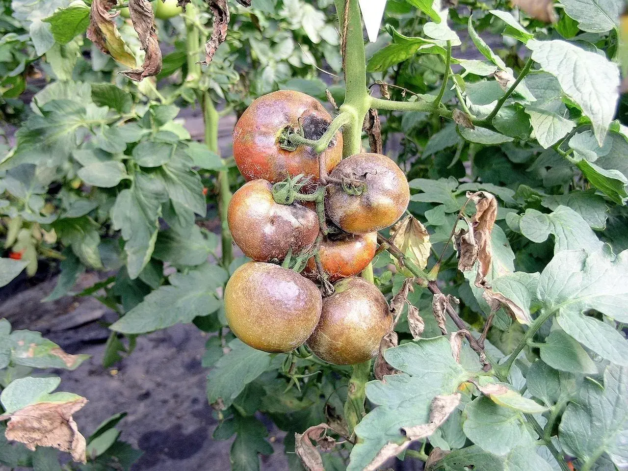 Gruszkowate pomidory na krzaku, niektóre z objawami **revus** – plamami i usychającymi liśćmi.