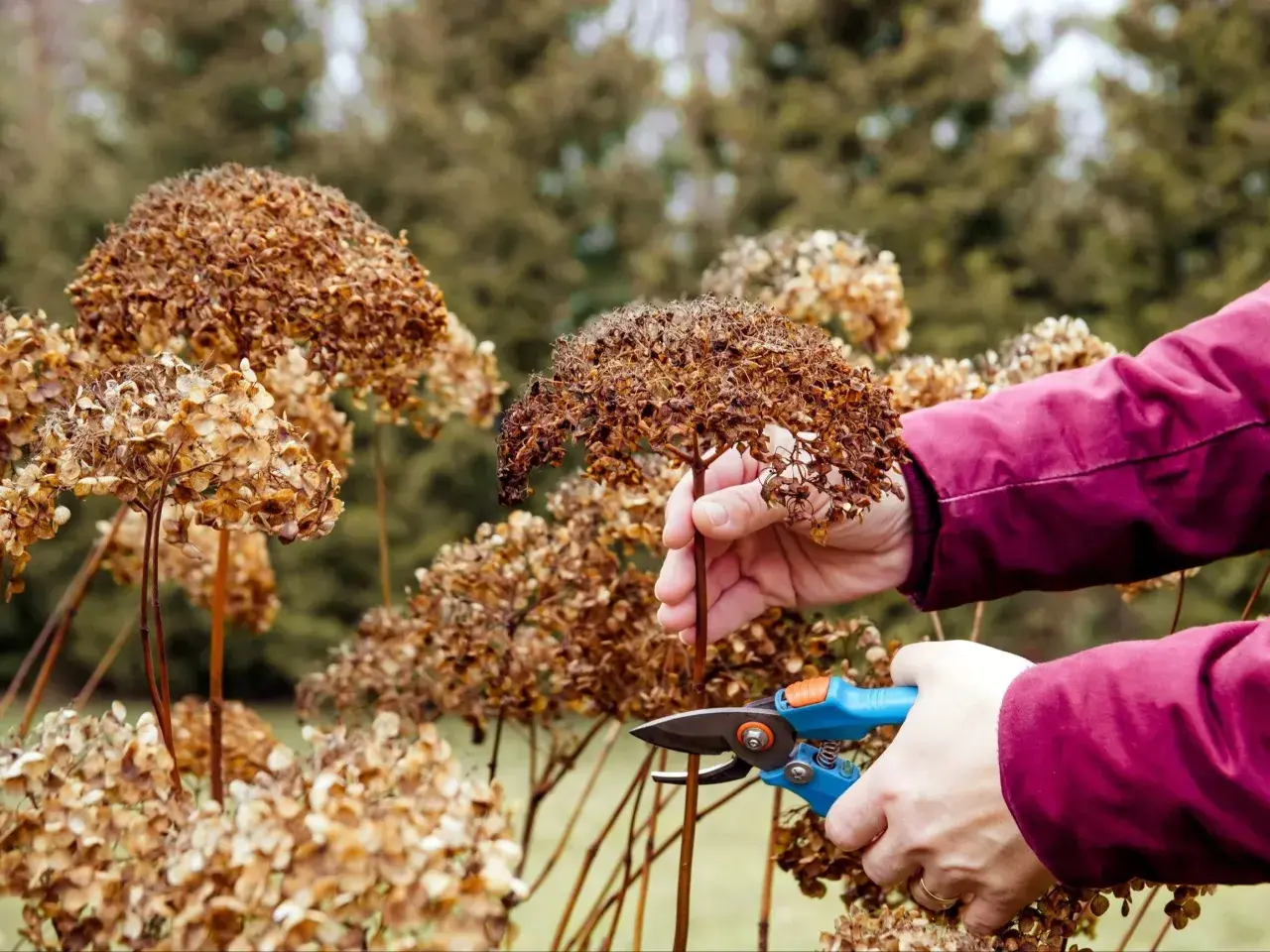 Przycinanie zaschniętych kwiatostanów hortensji. Wiosenne porządki w ogrodzie, przygotowanie do nowego sezonu i zapewnienie lepszego wzrostu dla rośliny, która potrzebuje odpowiedniej ziemi do hortensji.
