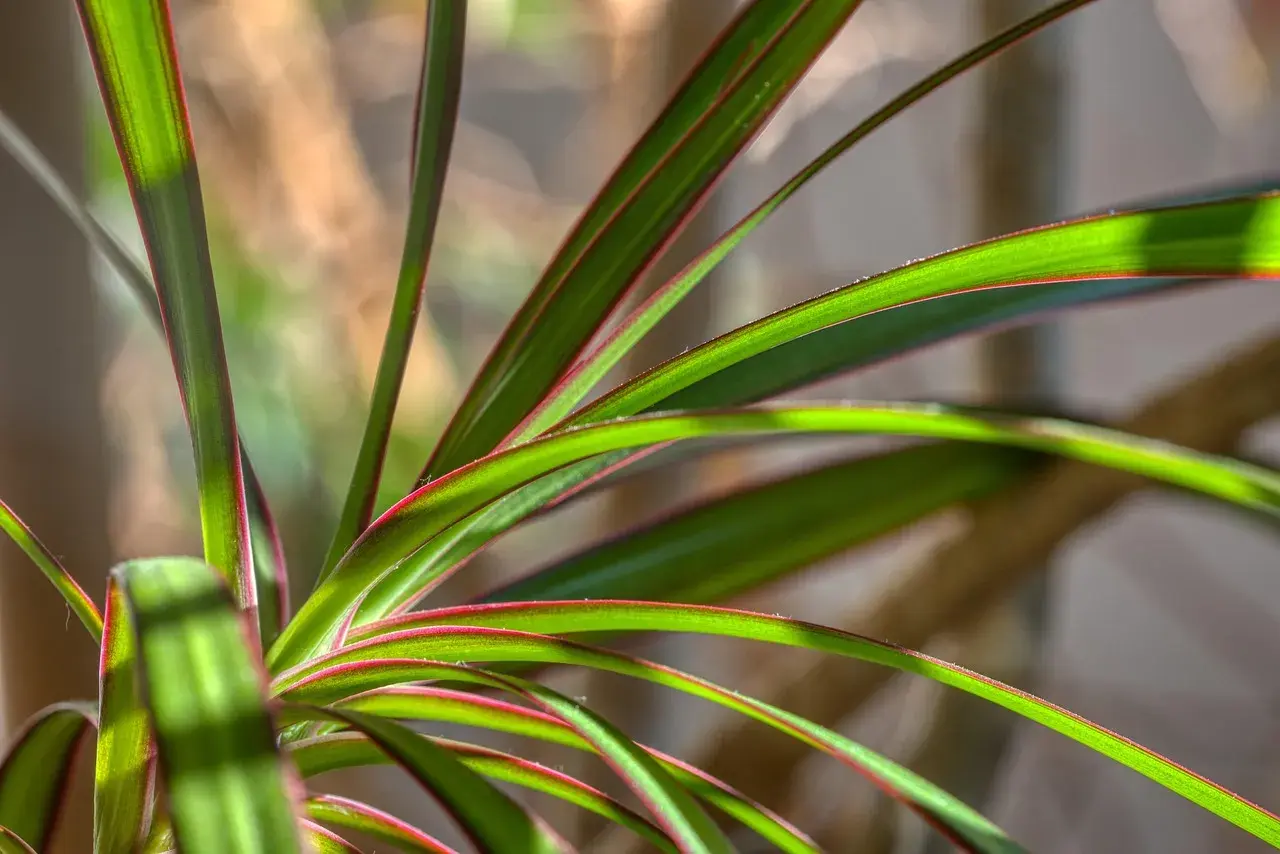 Zielone liście kwiatu dracena z czerwonymi brzegami, oświetlone słońcem.