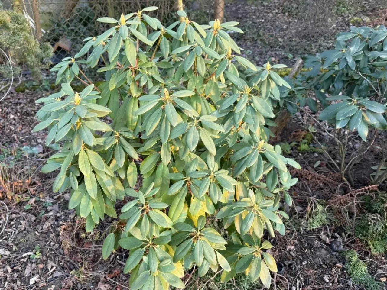 Rododendron z żółknącymi liśćmi, być może objawy chorób. W tle inne rośliny i ogrodzenie.