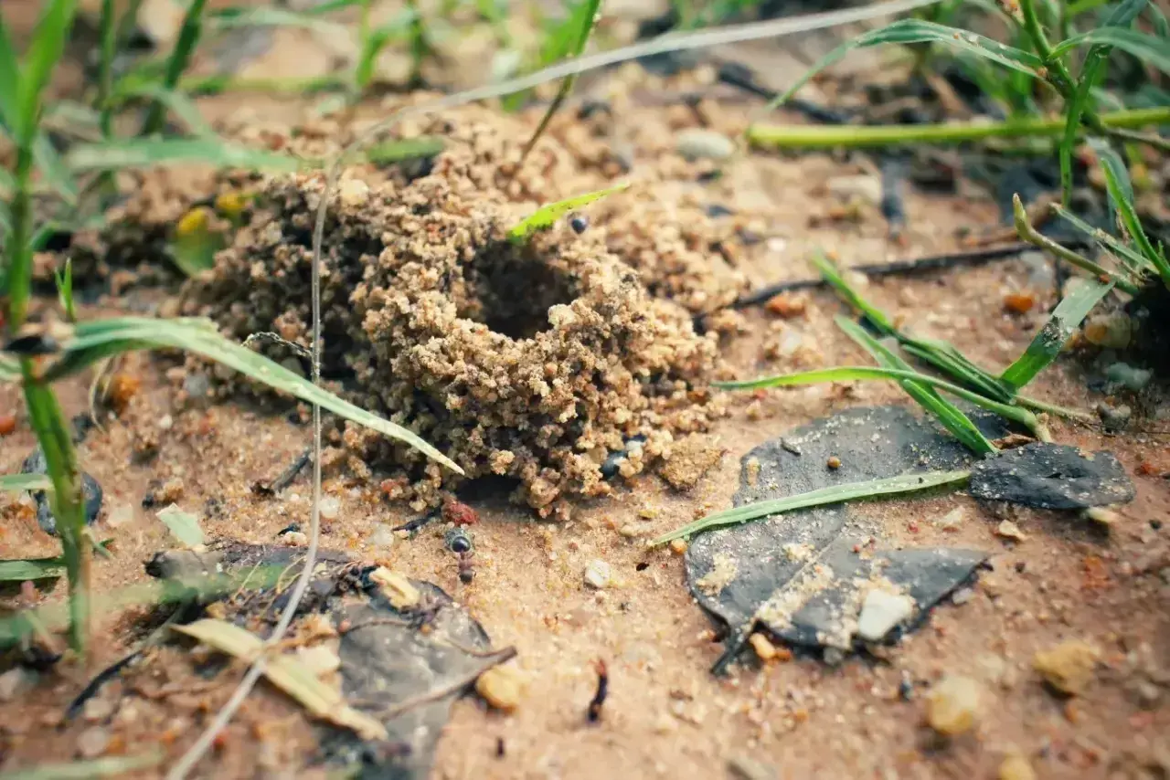 Mrowisko z piasku, a obok niego czai się naturalny wróg mrówek – pająk.