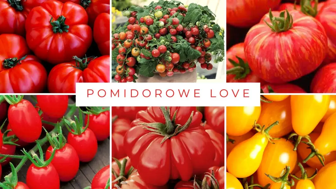 Różnorodne odmiany pomidorów: od klasycznych czerwonych, przez paski, po żółte, groniaste i koktajlowe.